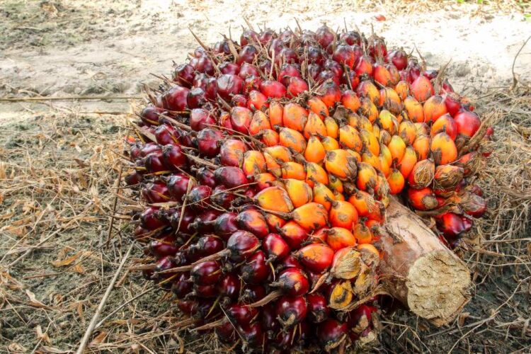 Harga-CPO-